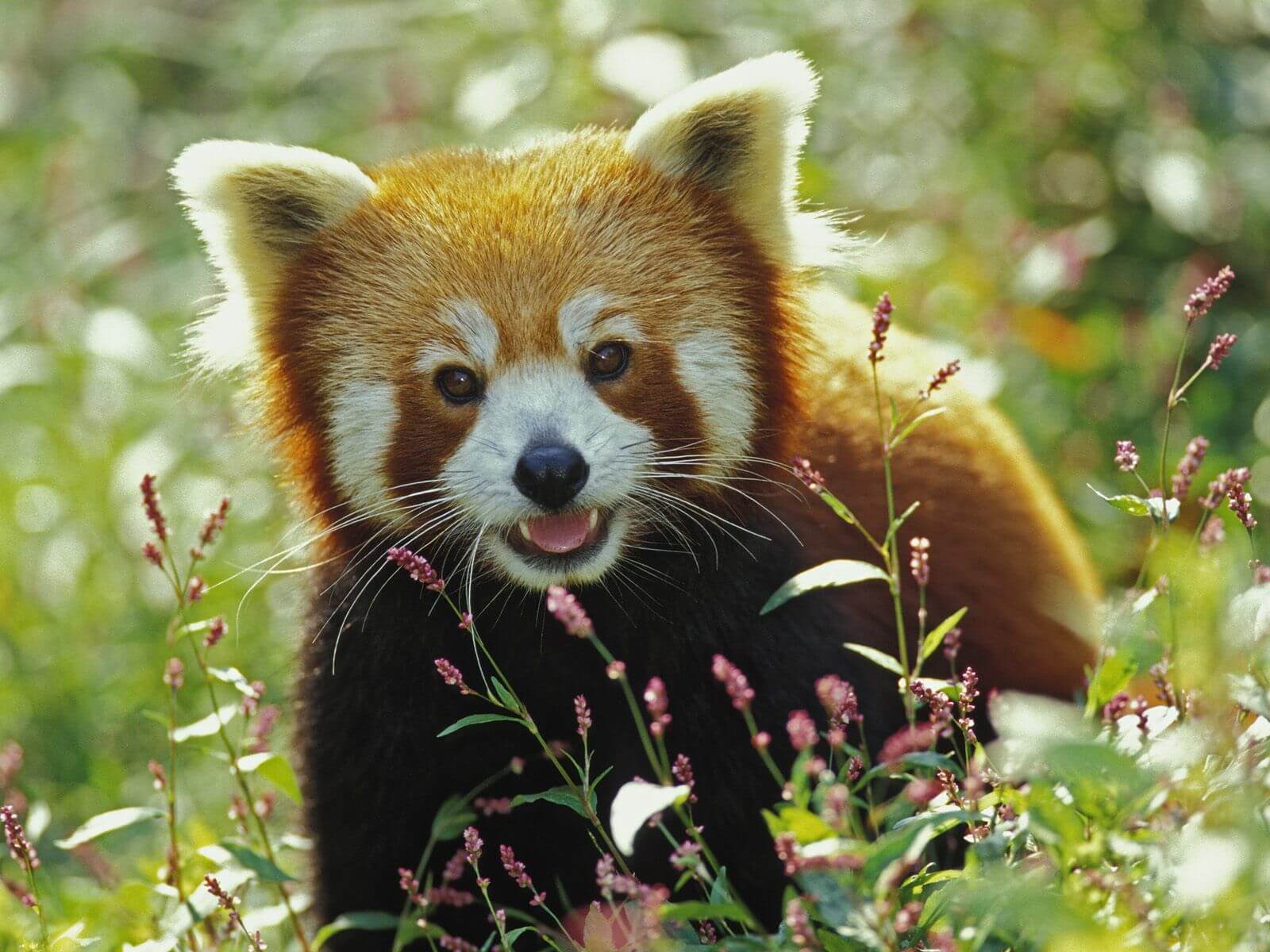 Le navigateur Firefox est un panda