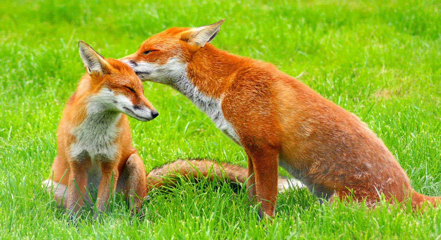 Des renards pour Firefox